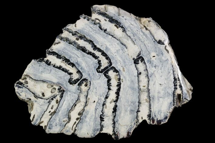 Polished Mammoth Molar Section - South Carolina #106410